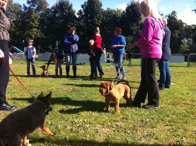 Guusje 1e puppy les 22-09-2012 066.jpg